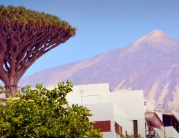 Icod de los Vinos 