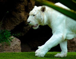 Loro Park - największy ogród zoologiczny 