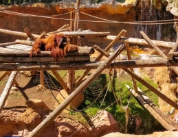 JUNGLE PARK – BILETY WSTĘPU 