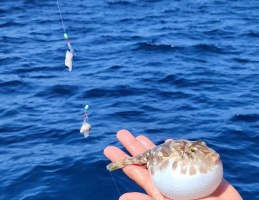 REJSY WĘDKARSKIE TONINA CRUISES 